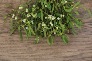 Christmas mistletoe plant with berries over oak background.