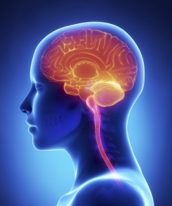 Female brain x-ray anatomy